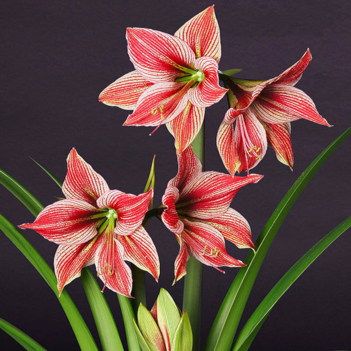Hippeastrum Exotic Star, Amaryllis botanique