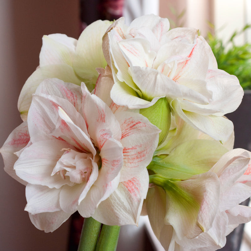 Hippeastrum Nymph, Amaryllis double