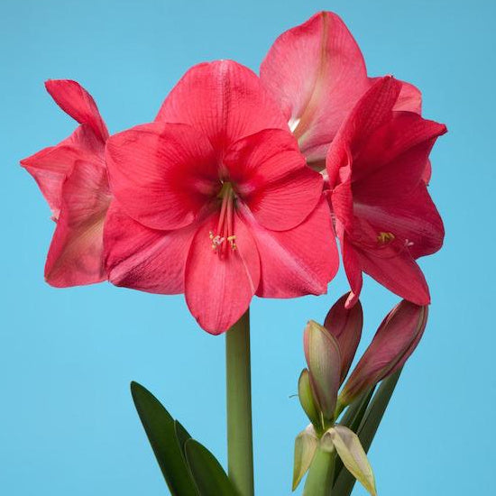Hippeastrum Pink Rival, Amaryllis