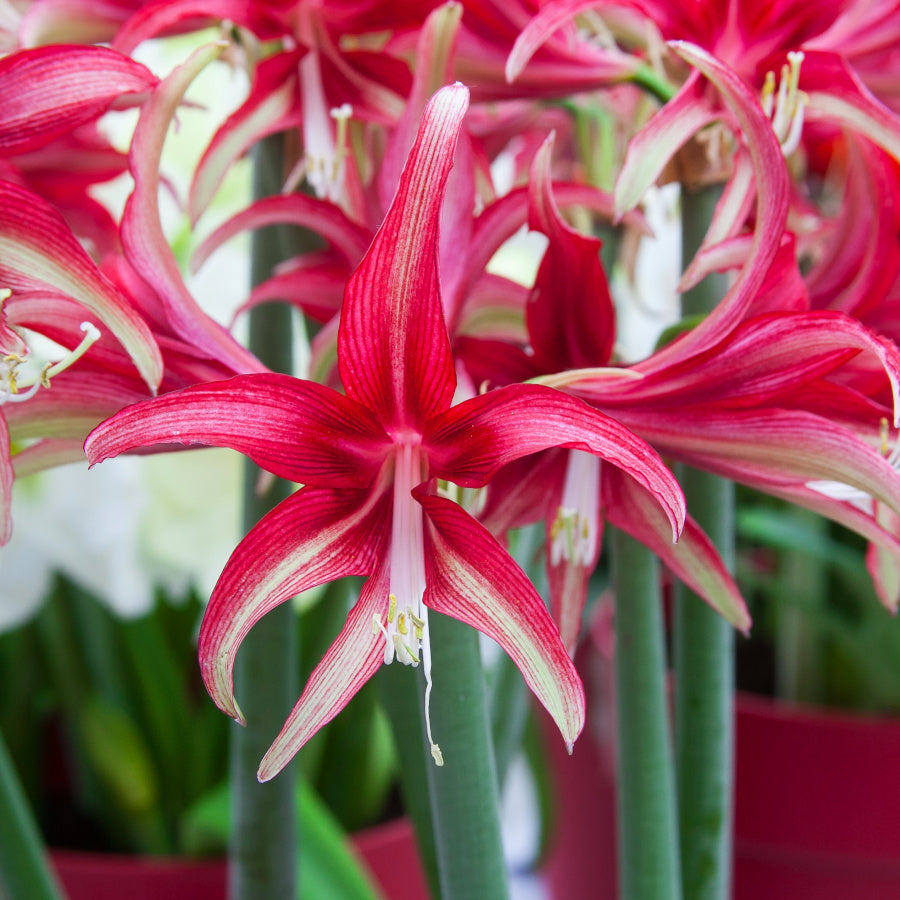 Hippeastrum Quito, Amaryllis cybister