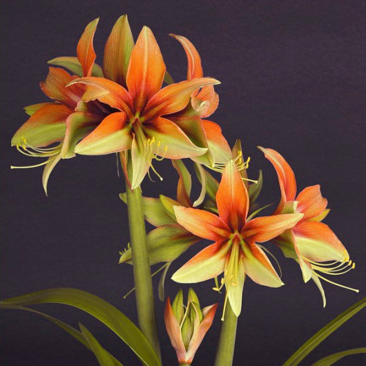 Hippeastrum Wild Amazone, Amaryllis