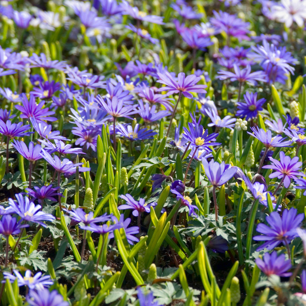 Anemone blanda Blue Shades, Anémone