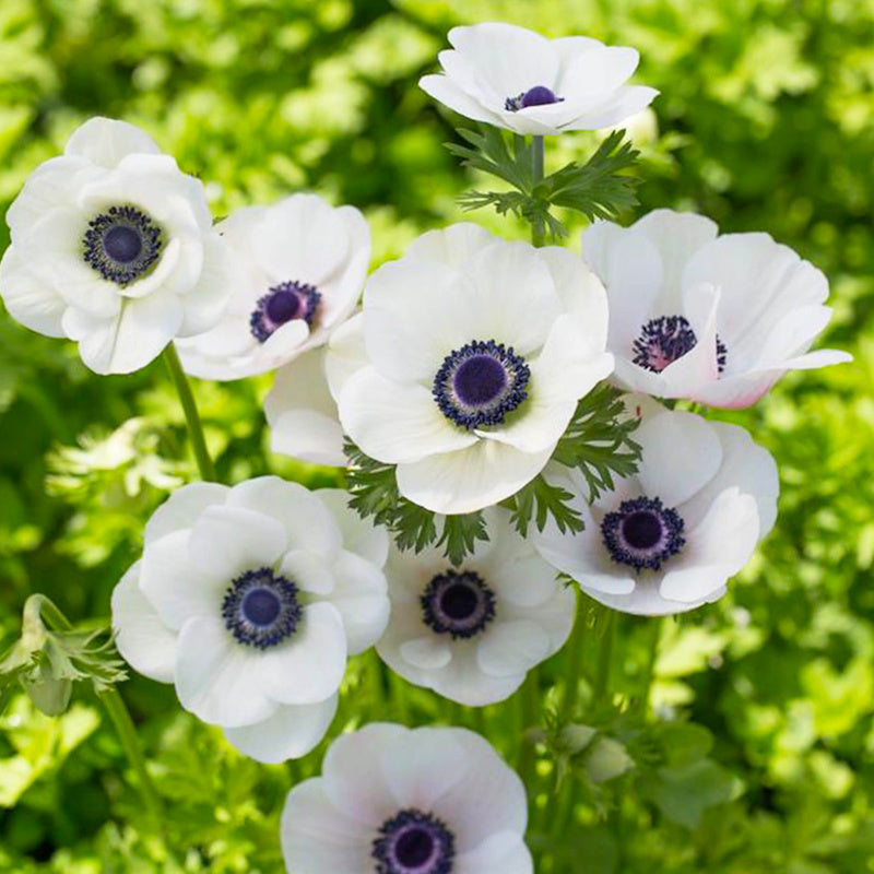 Anemone coronaria The Bride, Anémone