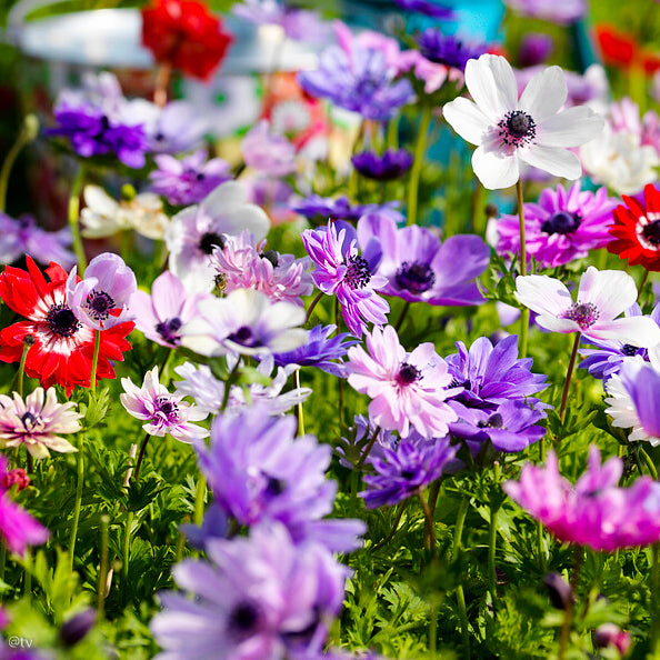 Anemone coronaria De Caen, Anémone