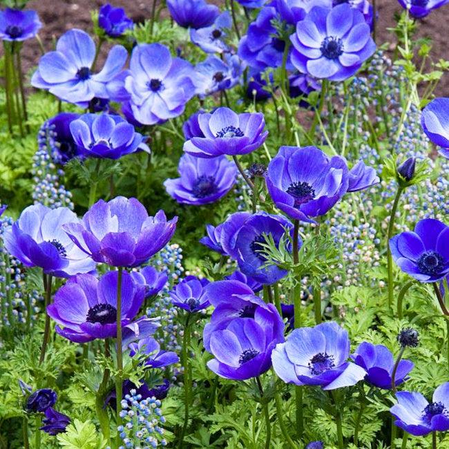 Anemone coronaria Mr. Fokker, Anémone