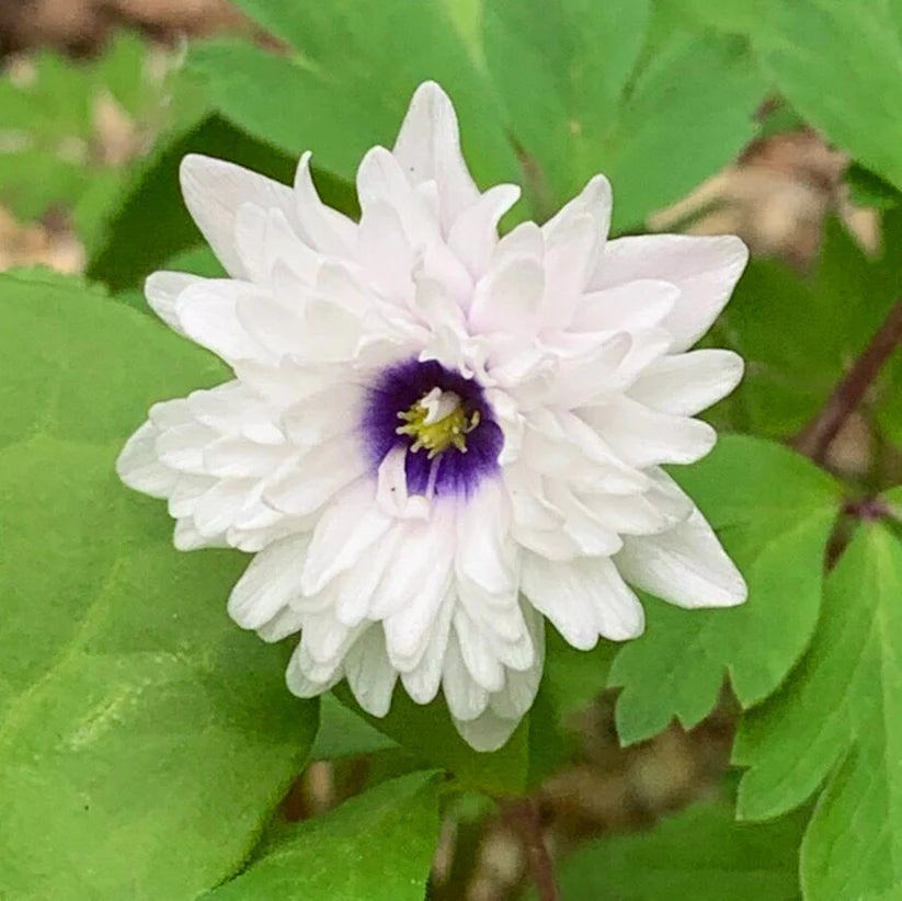 Anemone nemorosa Blue Eyes, Anémone des Bois
