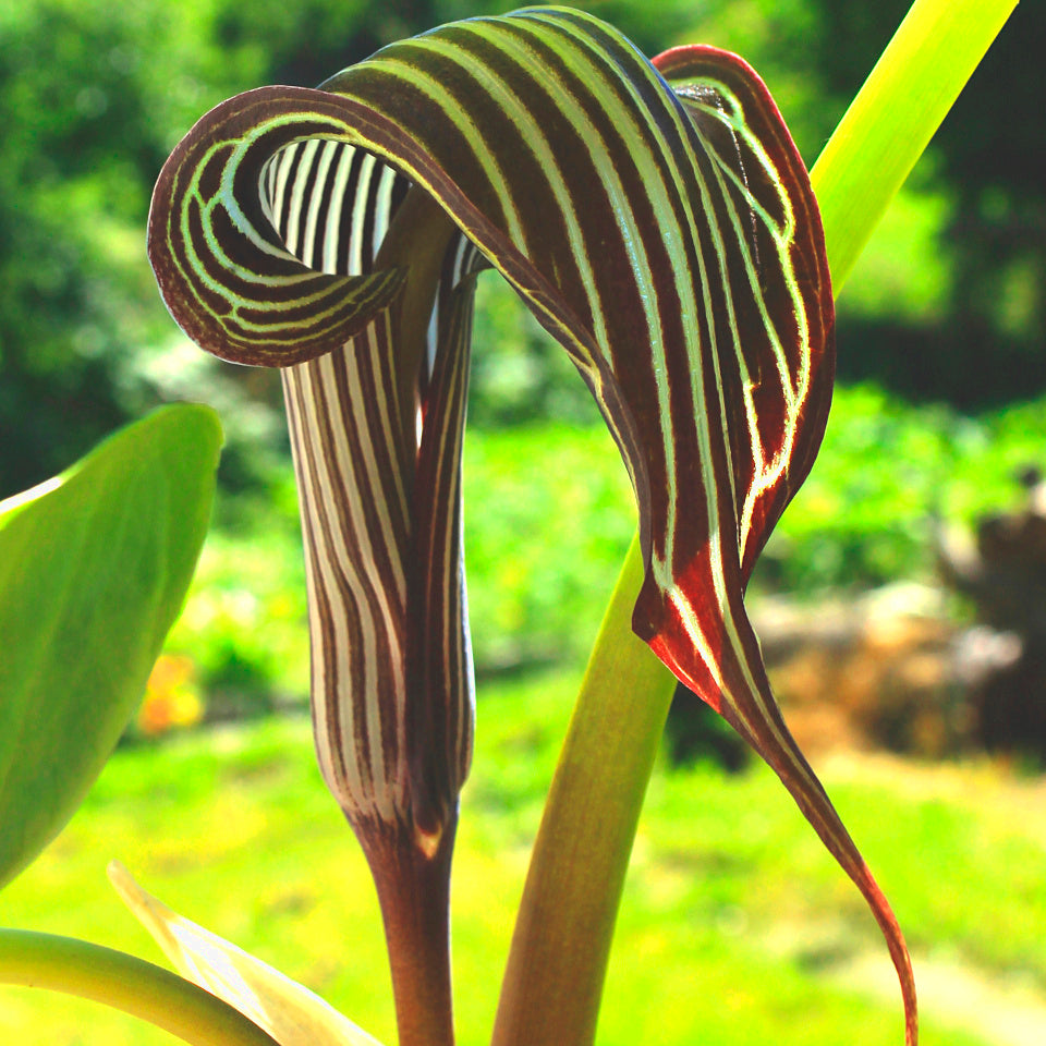 Arisaema fargesii