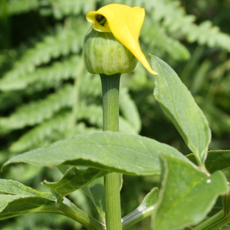 Arisaema flavum