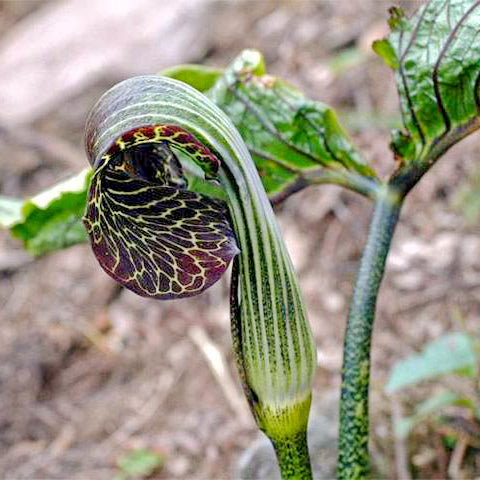 Arisaema griffithii