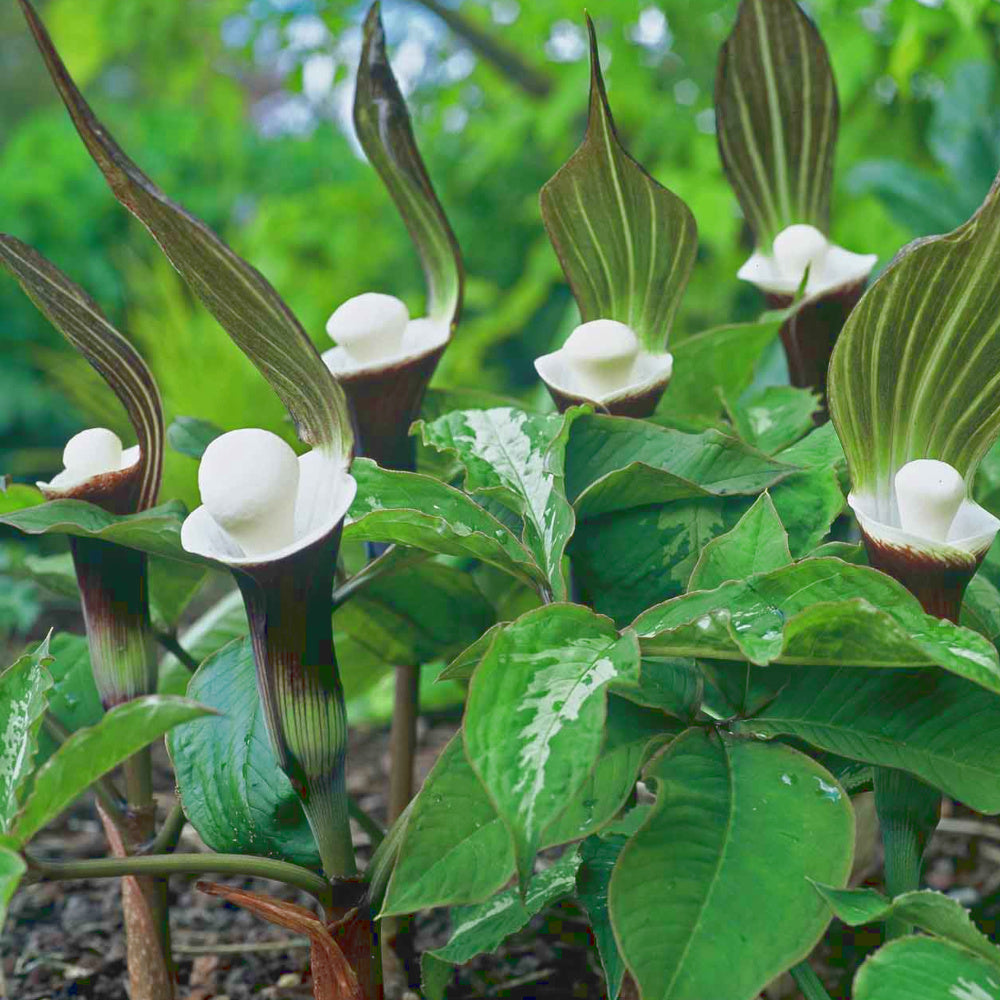 Arisaema sikokianum