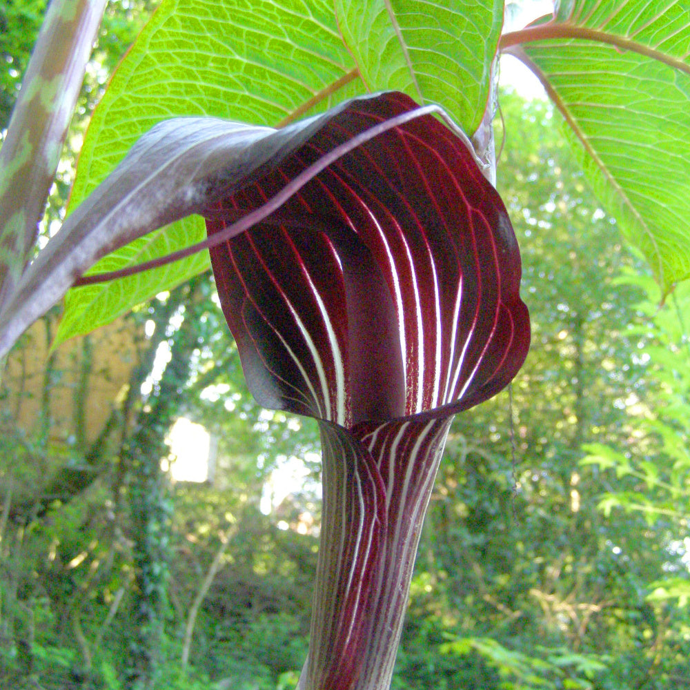 Arisaema speciosum