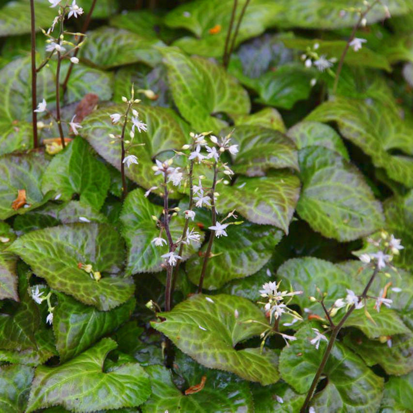 Beesia calthifolia