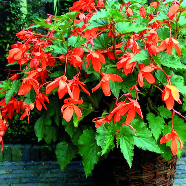 Begonia boliviensis