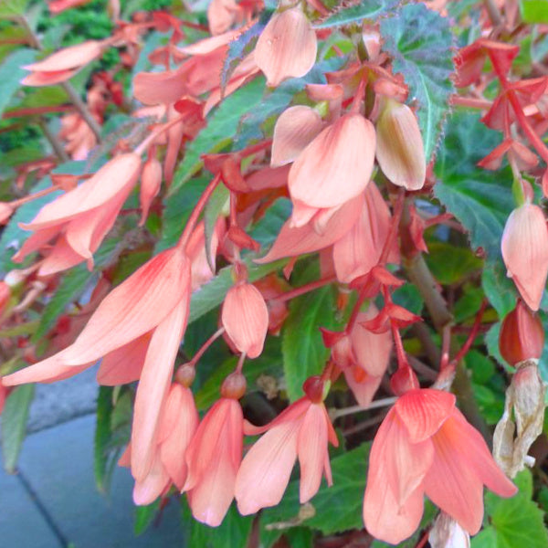 Begonia boliviensis San Francisco