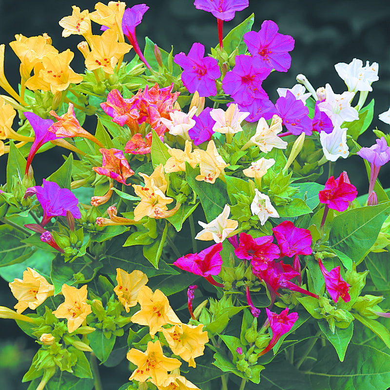Belle de nuit - Mirabilis jalapa