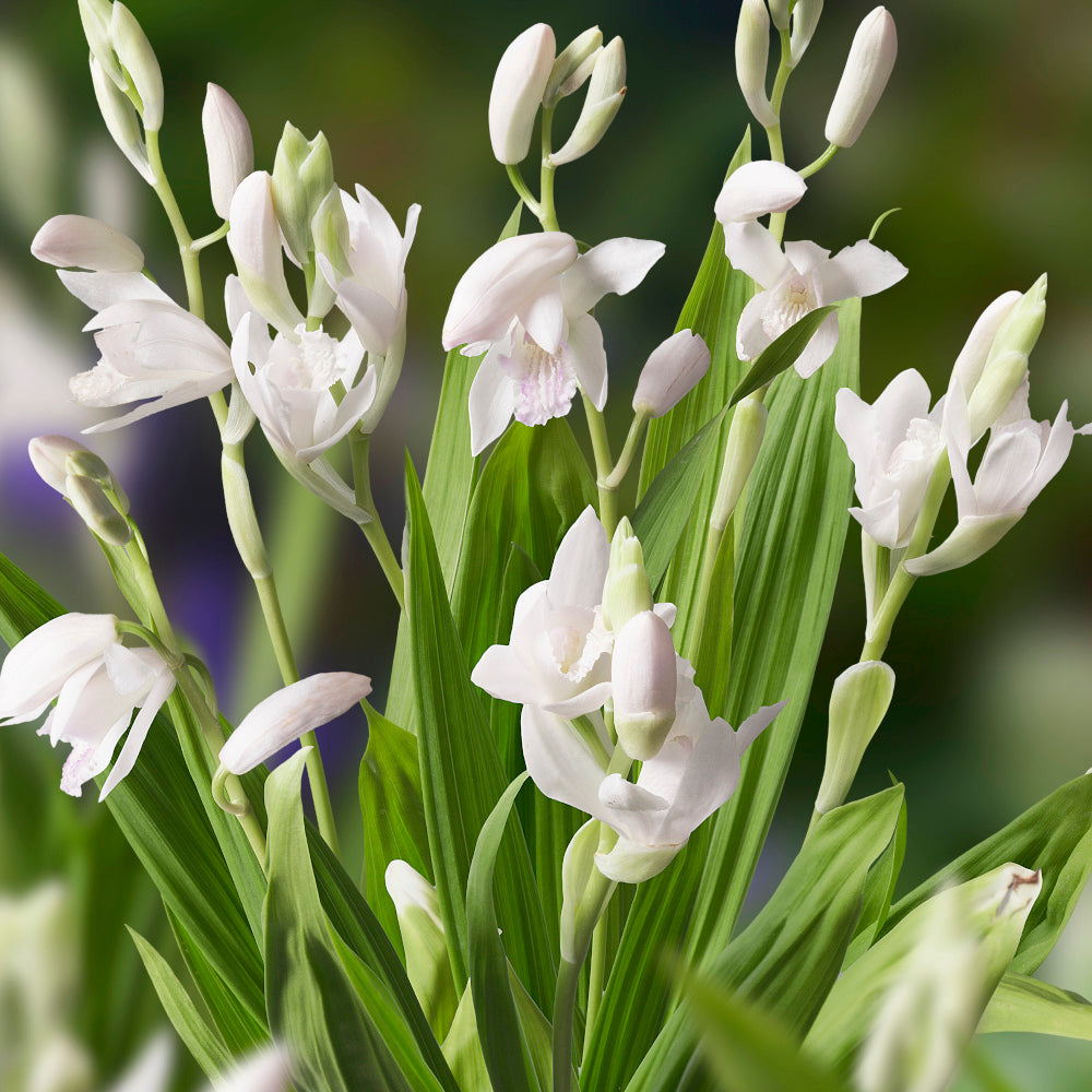 Orchidée de jardin - Bletilla striata Alba