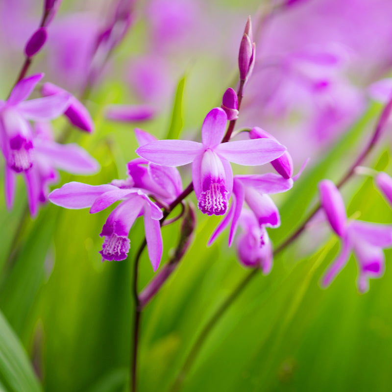 Orchidée de jardin - Bletilla striata Rose