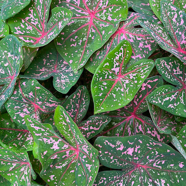 Caladium Pink Beauty