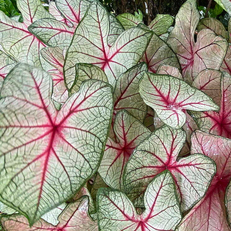 Caladium White Queen