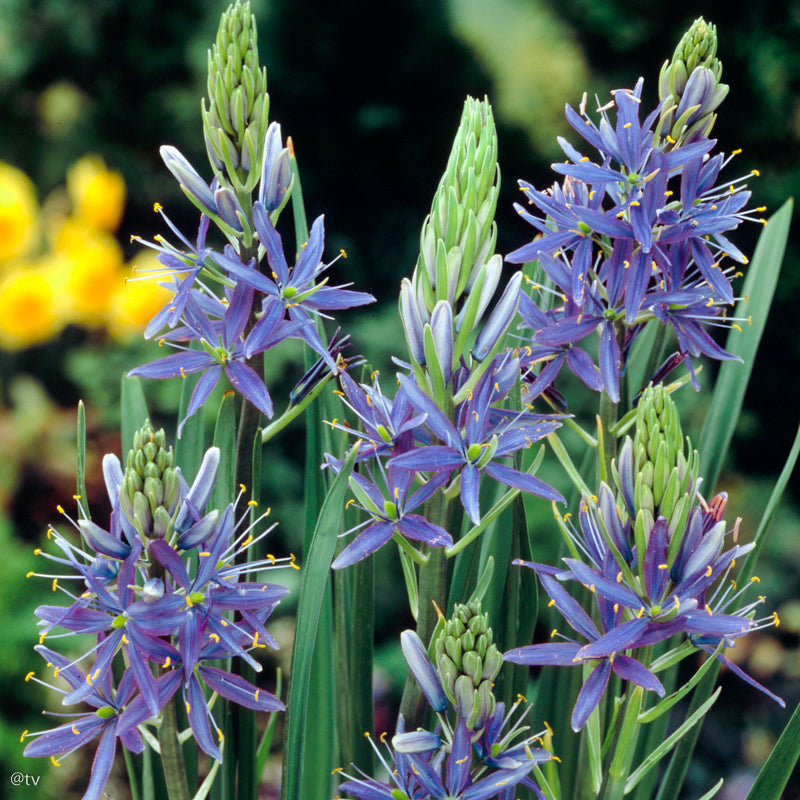 Camassia leichtlinii Caerulea, Camas