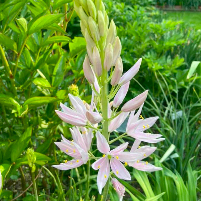 Camassia leichtlinii Pink Star, Camas Rose