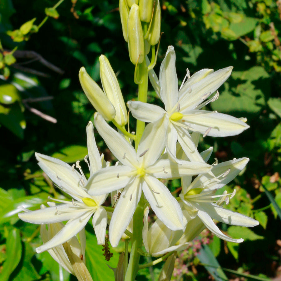 Camassia leichtlinii Alba, Camas