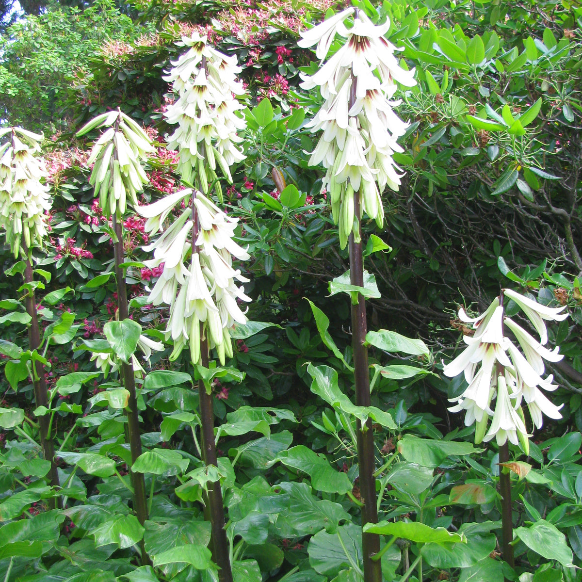 Cardiocrinum giganteum