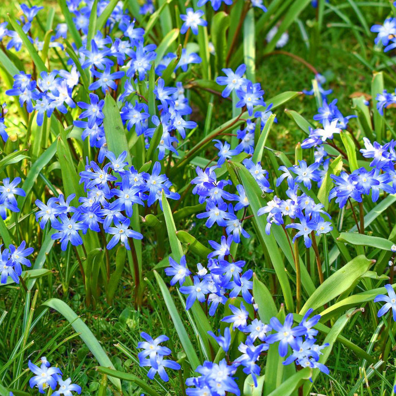 Chionodoxa luciliae, Gloire des neiges