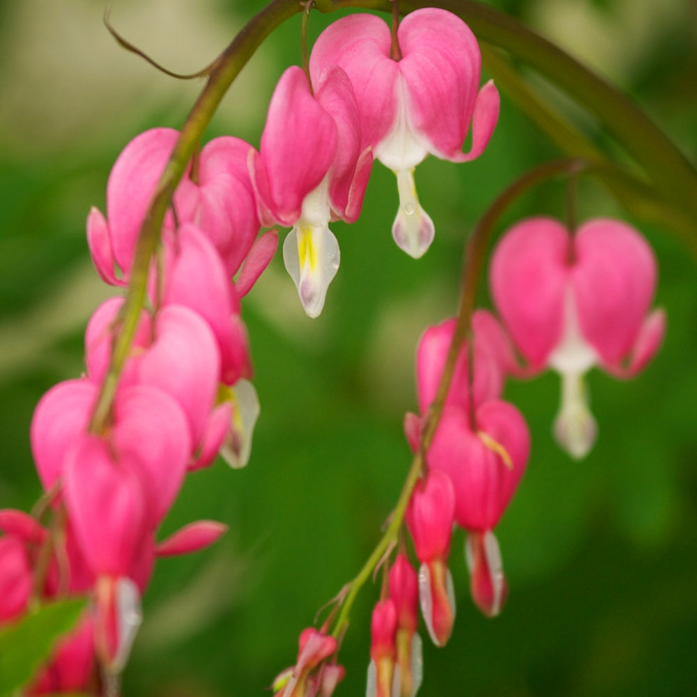 Coeur de Marie - Dicentra spectabilis Rose