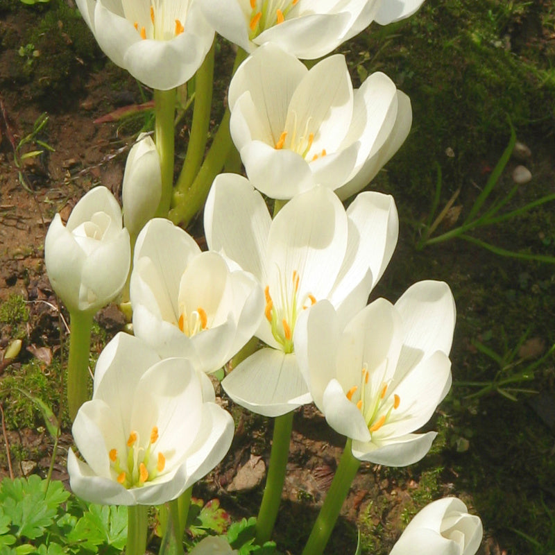 Colchicum speciosum Album, Colchique