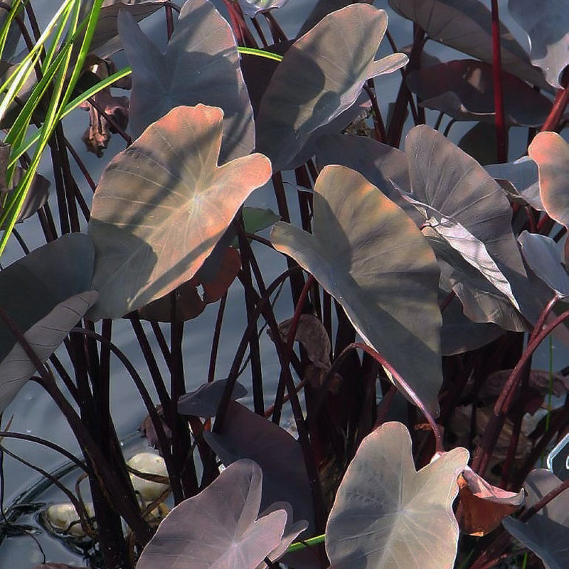 Colocasia esculenta Black Coral