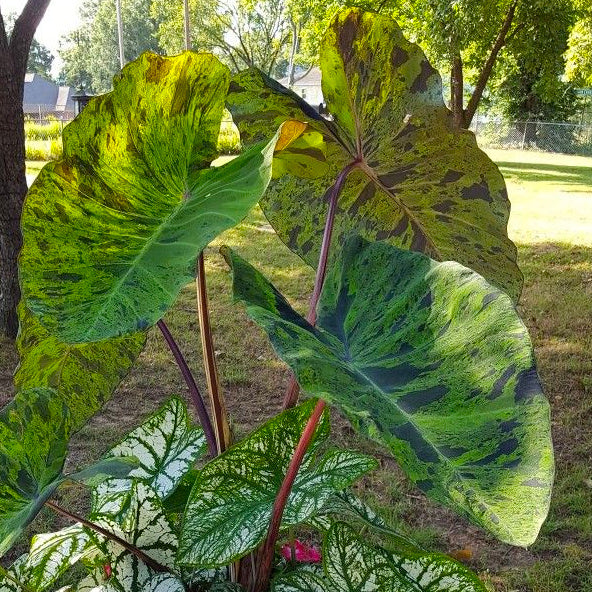 Colocasia esculenta Mojito