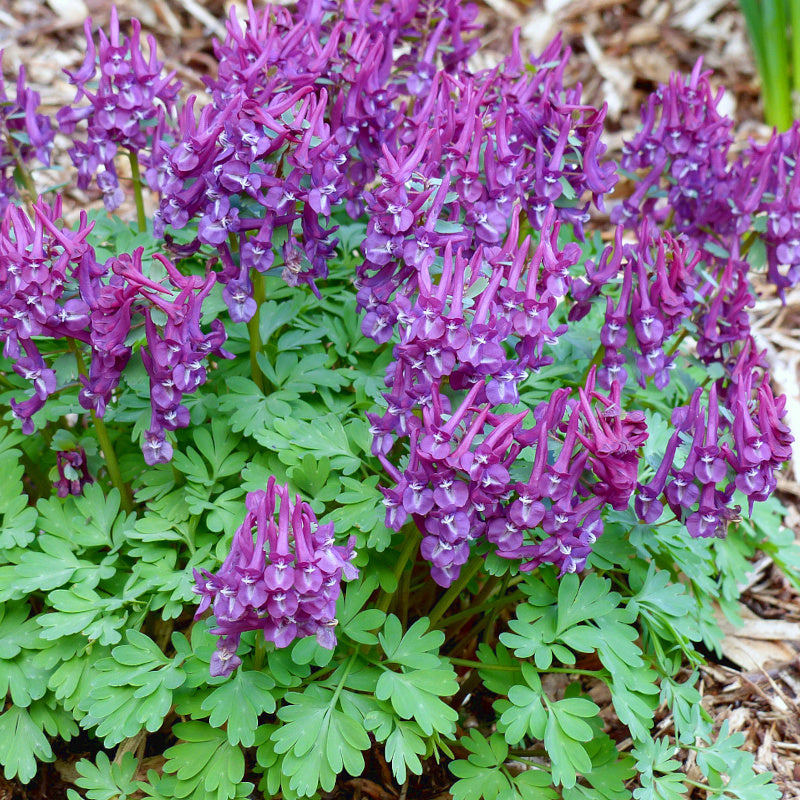 Corydalis solida Purple Bird, Corydale