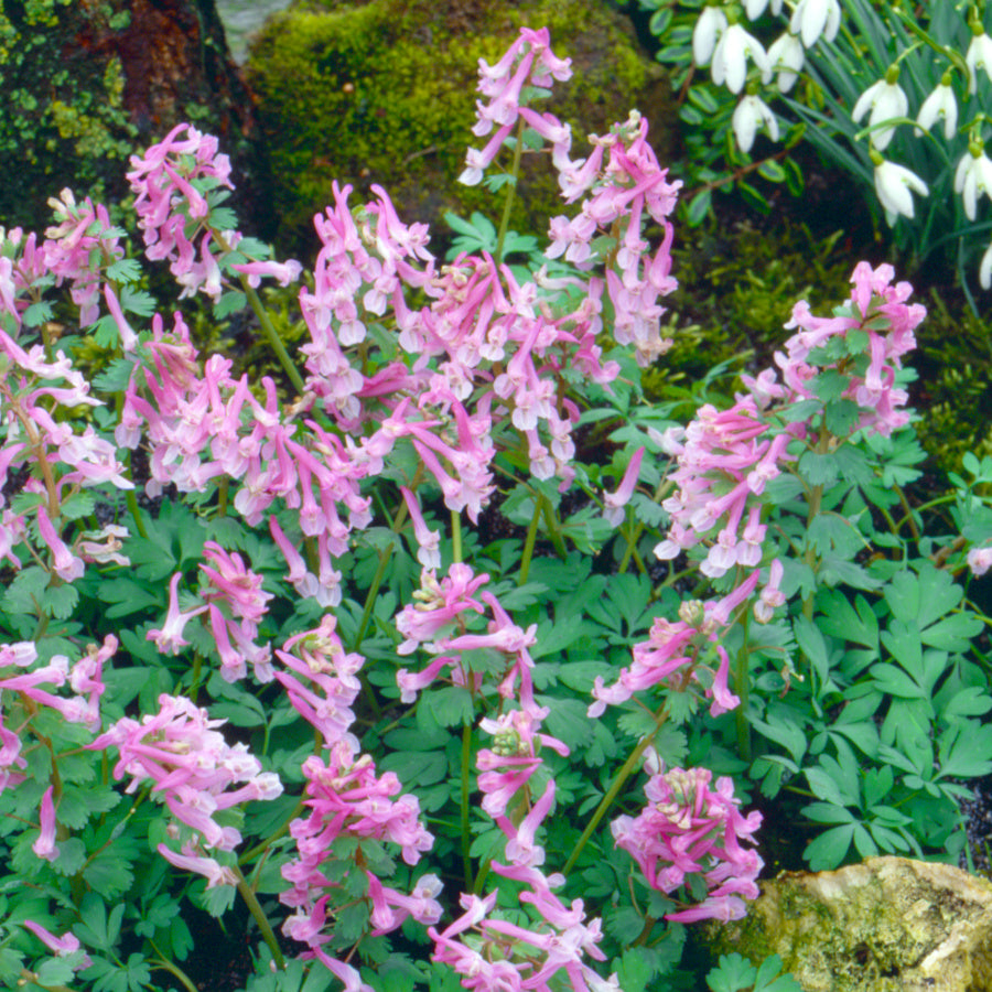 Corydalis solida Beth Evans, Corydale