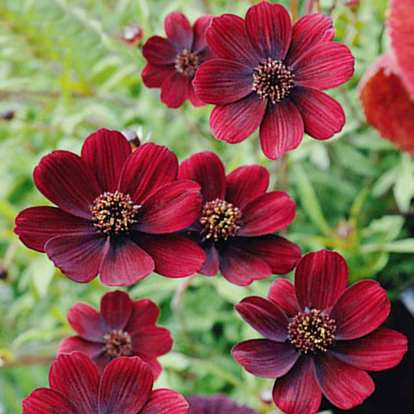 Cosmos atrosanguineus Chocolate