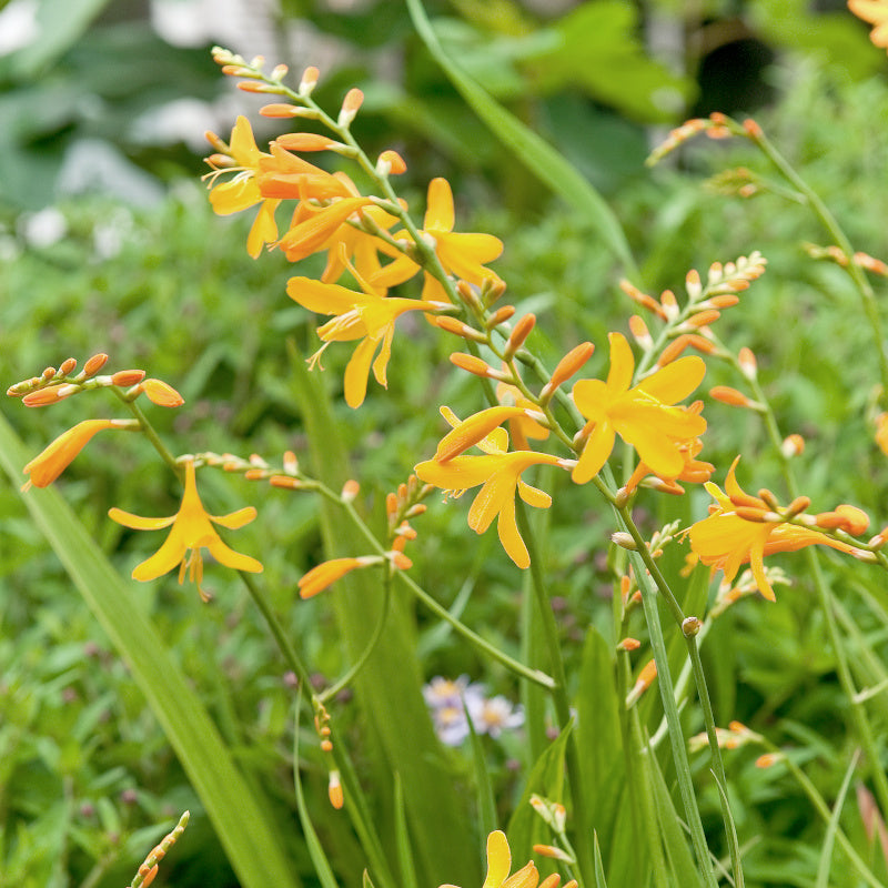 Montbretia - Crocosmia George Davidson - jaune