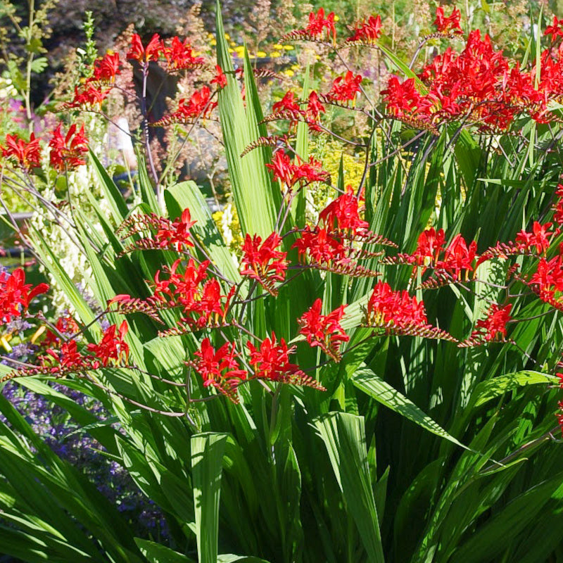 Montbretia - Crocosmia Lucifer - rouge