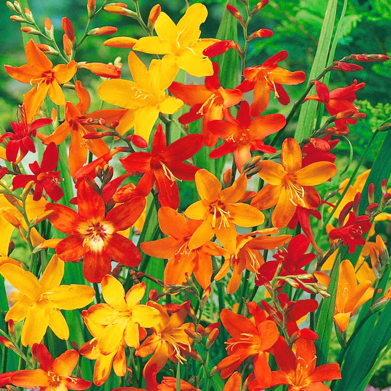 Montbretia - Crocosmia Mélange