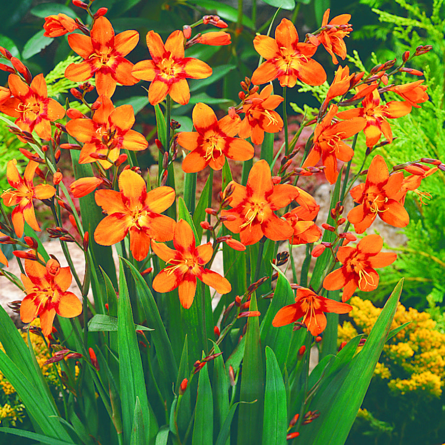 Montbretia - Crocosmia Emily McKenzie - bicolor