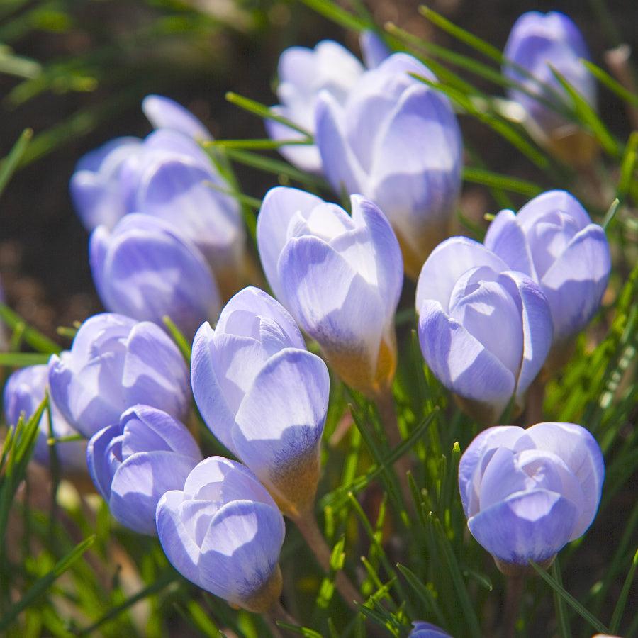 Crocus chrysanthus Blue Pearl