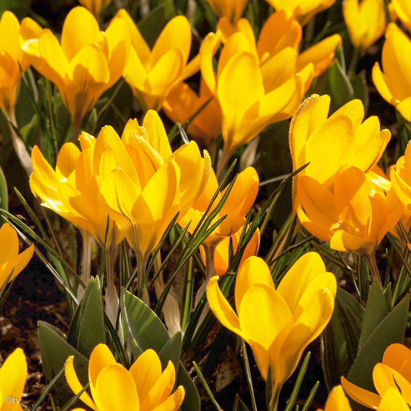 Crocus Golden Yellow