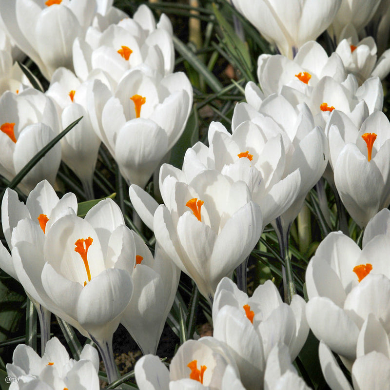 Crocus Jeanne d’Arc