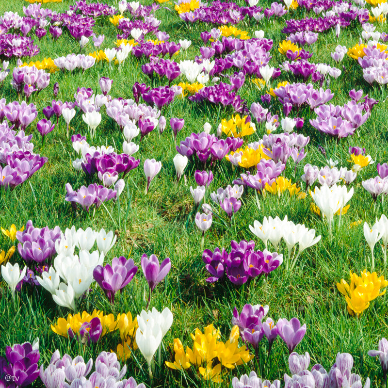 Crocus chrysanthus Romance