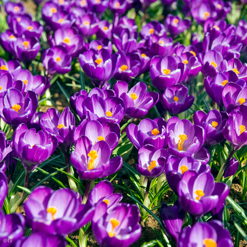 Crocus Remembrance