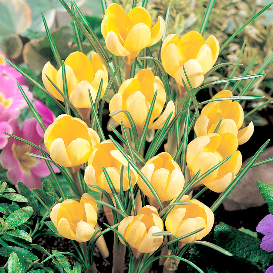 Crocus Mélange