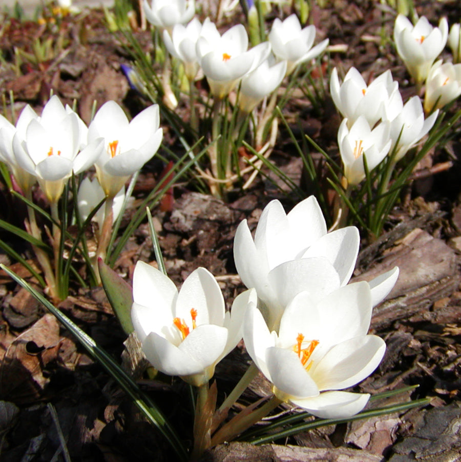 Crocus chrysanthus Snowbunting