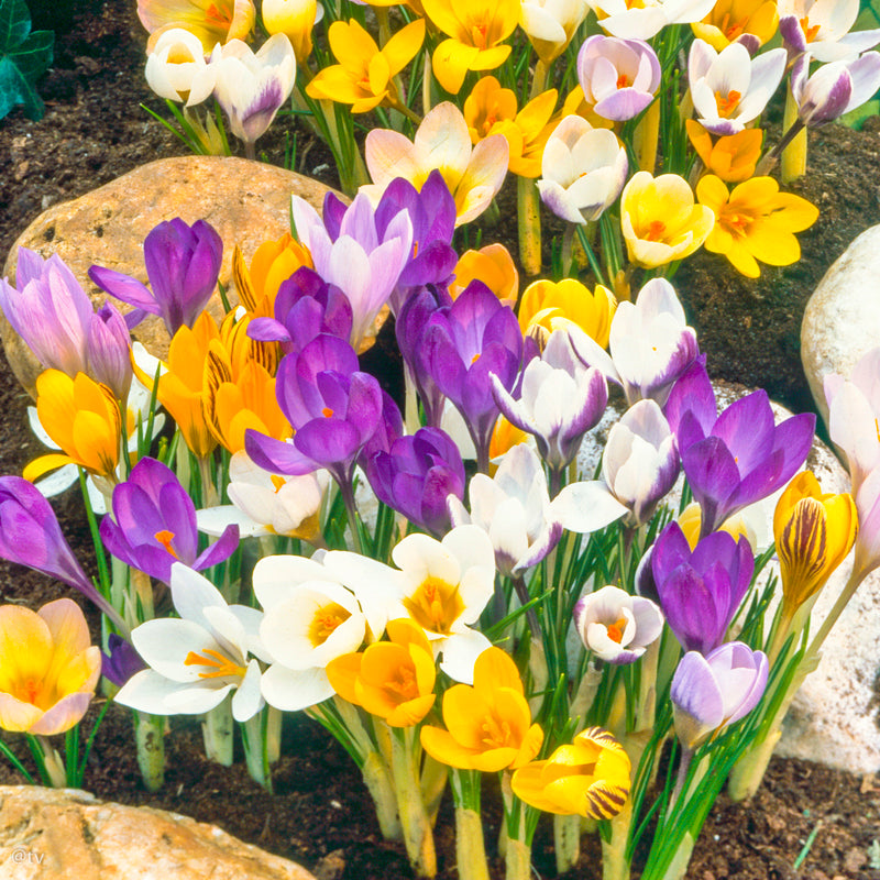 Crocus chrysanthus Mélange