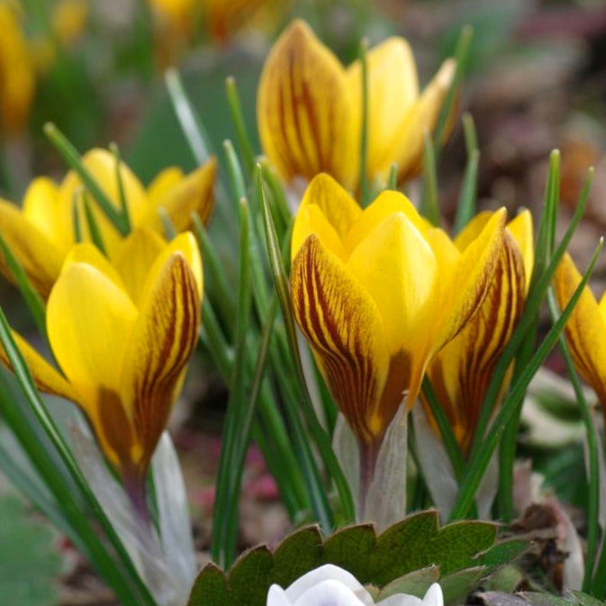 Crocus chrysanthus Fuscotinctus