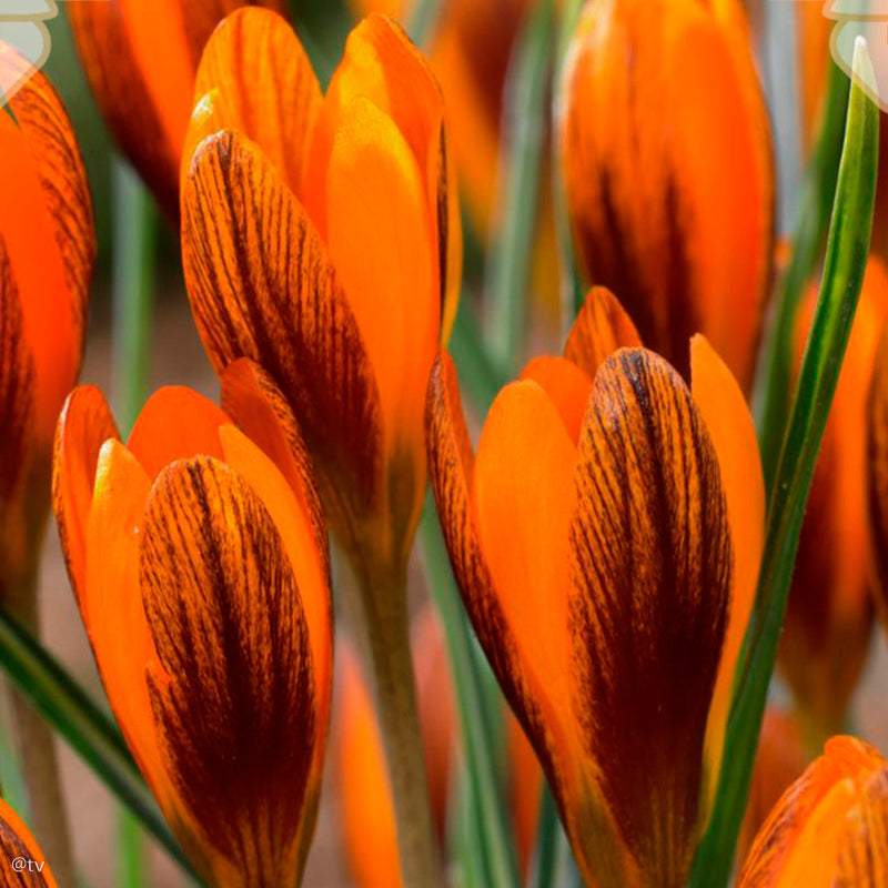 Crocus Orange Monarch