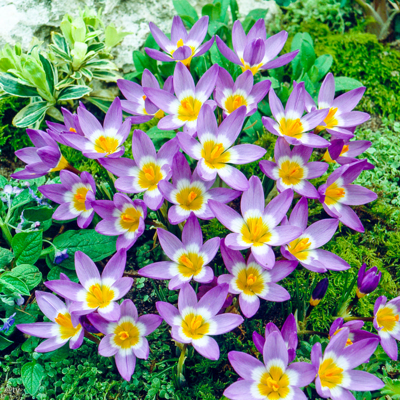 Crocus sieberi Tricolor